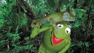 A little bit about Glass Frogs (Centrolenidae)