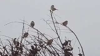 the pet collective parrots 