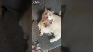 Pros & Cons To Owning a Ragdoll