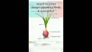 onion प्याज में गंध किसके कारण आती है#shorts #facts #sulpher