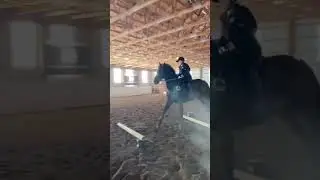 Обучение прыжкам на лошади (OTTB) #обучениелошадей #OTTB #конкур