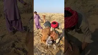 قام المزارع بتوفير الماء لتبريد الجمل تحت أشعة الشمس الحارقة