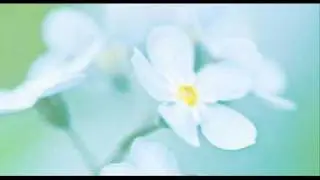 A. Vivaldi: Concerto for violin, organ, strings & b.c. in D minor (RV 541)