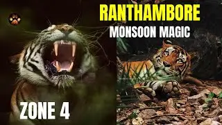Tiger Safari in Ranthambore 2025 | Zone 4 Monsoon Safari Brown Fish Owl Sighting | Birding in India