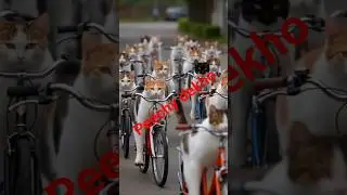 Amazing Cat🐱🚴#shorts #haroonkshorts #funny #cat #reels #viral #trending #youtubeshorts #CyclingCats