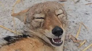 Happy Jackal noises
