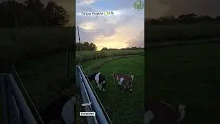 They Didn&rsquo;t Notice Me Watching 🐐🌿 #shorts