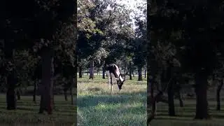 Blackbuck Antelope Grazing & Patrolling | Texas Pecan Orchard Wildlife