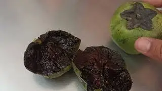 Zapote Negro (Diospyros nigra)