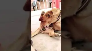 Dog&rsquo;s coming downstairs 🤢