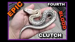 Druid x Magpie Batik Blood Python Clutch!