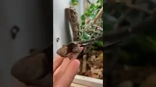 Watch This Seen😱🦎😍#leapord#animalworld #awesomeglobe #cute#animalexploler#shorts