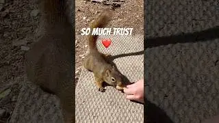 #trust #squirrel #squirrelsoftiktok #squirrelsofinstagram #squirrels #cute #cutebabyanimals #wow