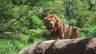 No Copyright Video - LION - Copyright Free - 22s