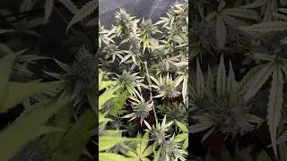 Afghan Kush d&iacute;a 81 🍀🙌🏼 #garden #flowers