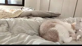 🐱🐱🐱 cat live stream 貓貓直播 猫のライブ