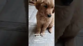 Training Golden Retriever 10 weeks puppy | Namaste | Cute Video