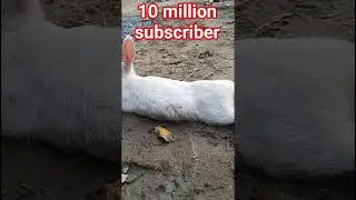 #myfirst #rabbit #shartvideo #animals #presetalightmotionffmax #cutebunny #funny #cute #bunny#animal