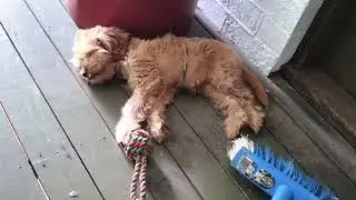 Ginga twitching sleeping