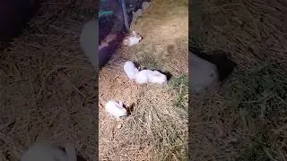 rabbits🐇🐰#rabbits #rabbit #cuterabbit #shorts #short #youtubeshorts