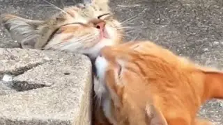 THE REAL HAPPINESS| #cat #meow