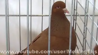 Pigeon Carneau Jaune - M.J. Champion de France 2018 - Expo Avicole de St-Jouin-Bruneval