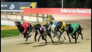 Greyhound Racing Sprint 550 Yards on Track