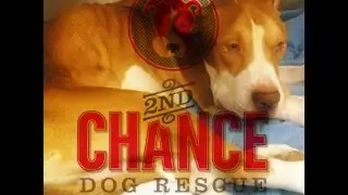 We are 2nd Chance Dog Rescue!