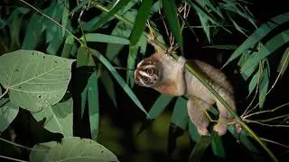 Anna Nekaris | Loris Venom, Lorisiform Evolution and Conservation