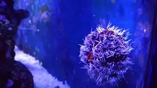 Tripneustes gratilla