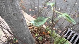 Nexus 5X - 4K Video