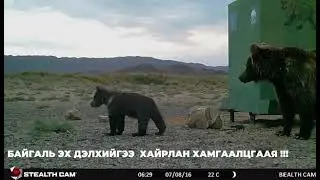Mazaalai Gobi bear