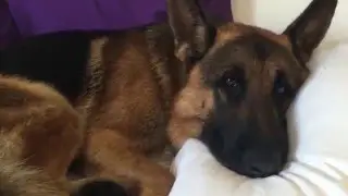 German Shepherd sleeping