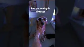 ppov: youre dog is tiktoker