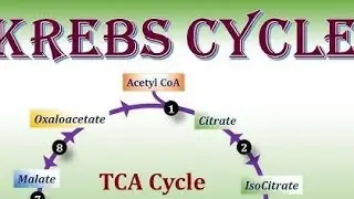 Class 12th kreb cycle explained in 5 minutes NEB part 1 @tilakadhikary100