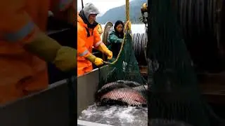 Southeast Alaska Salmon Fishing.