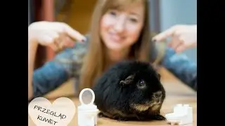 Świnka morska - nauka czystości świnki morskiej + test kuwet i żwirków