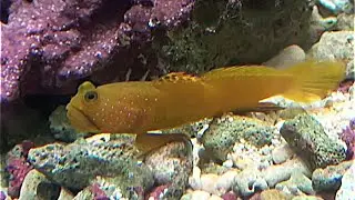 ギンガハゼ　Banded shrimp goby　Cryptocentrus cinctus