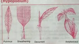class11Bio ch5p2
