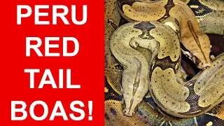 Peruvian Redtail Boas Update!