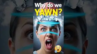 Why Do We Yawn? The Brain-Cooling Secret You Never Knew! 😲 #shorts