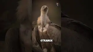Why Do Vultures Always Eat Carrion #facts #animals #wildlife