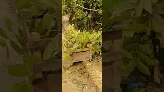 My Goat 🐐 is eating leaves#viral #shorts
