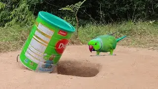 Unique Underground Parrot Bird Trap Make From Dupro Milk Cans & Steel - Simple Bird Trap