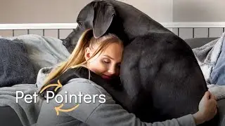 How To Prevent Lost Dogs | Pet Pointers