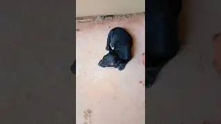 Dwarf puppy #puppy #cute #shortvideo
