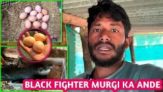 Tamilnadu Black Skin Nasal Ke Murgi Ko Kese Ande ke Upar Bethaya Aao Dekhte Hain 👍
