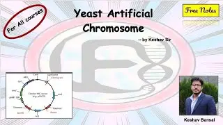 Yeast artificial chromosome YAC || Vectors || Free pdf notes || by VEX
