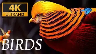 4K -Most Colorful Birds in - With Relaxing Music #lkthwherewebelong #birds #relaxingmusic