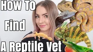 How To Find A Good Reptile Vet
